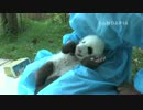 20141005 月亮産室 飼育員は七巧の体温を測っている。