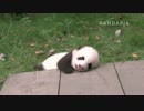 20141014 月亮産室 七巧は頭を木の板に寄りかけ、寝ている。