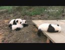 20141024 太陽産室 星願が星語にのしかかった。