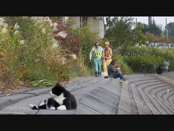 想定はしていたが、心配は尽きない。【魚くれくれ野良猫】