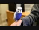 スターウォーズ 「R2D2 」の物まねをするインコ