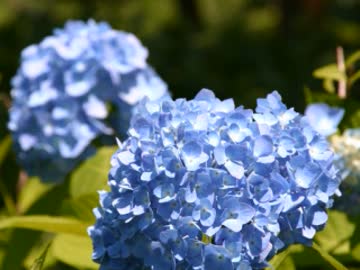 ポップン中心ビーマニセレクト"秋桜と紫陽花"