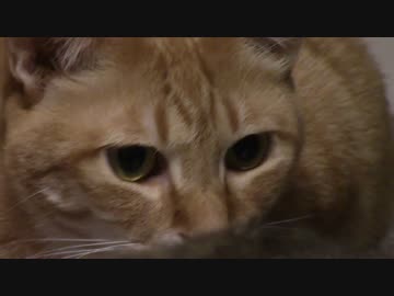 拾いねこ＠生後862/829日　最近若干寒いですねー。