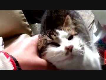 【蔵出し動画】そゆ と ちび (2014.2.13)