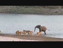 14頭の百獣の王（笑）が１頭の若象に蹴散らされて敗走