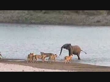 14頭の百獣の王（笑）が１頭の若象に蹴散らされて敗走
