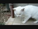 とある田舎の猫事情　～首輪付きの隠居生活２～