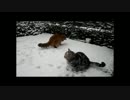 【ねこさんと暮らす】 雪だＹＯ