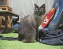 ジャンくんの家猫生活２年11ヶ月経過