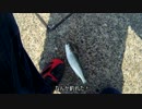 ゆっくり魚釣り研究記録 ファイル6