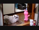 白っぽいのがひと暴れする動画