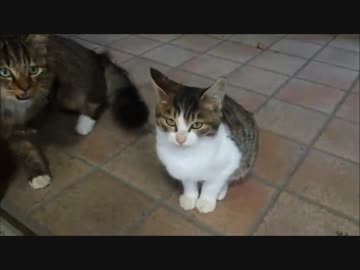 【しょうこ♂】オカマが山寺に行ってきた（登山編）5【おひとりさま】