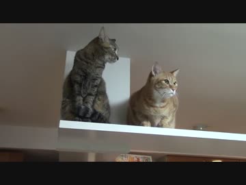 拾いねこ＠生後864/831日　二人仲良くキャットウォーク