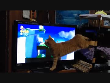 キノピオ隊長に夢中な猫