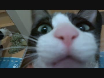 感動的なシーンっぽくスローにしてみた「炎のランにゃー」