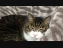 うちの猫の寝姿を撮影してみた（１１月１４日）