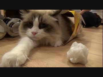 ラグドールのレオ　Vol.50 ズサー猫への道