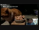 野良猫大戦争(2014.11.14)