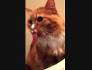 テープが剥がれる音を聞くと、なぜかペロッと舌を出す猫