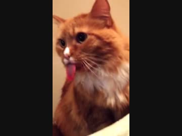 テープが剥がれる音を聞くと、なぜかペロッと舌を出す猫
