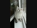 窓際に座って一点を見つめたまま動かない猫