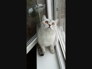 窓際に座って一点を見つめたまま動かない猫