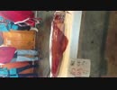解体前！イカの解体show2014 11 15 土曜日 解体10時から
