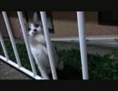 野良ネコさんがだんだん大人になってきた