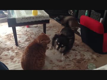 弱い猫VS弱い犬