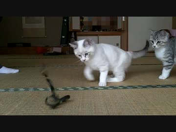 実家の車庫で保護した子猫 虎・狸vs蛇