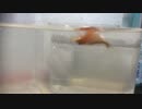 カブトエビ観察日記　2014年11月15日