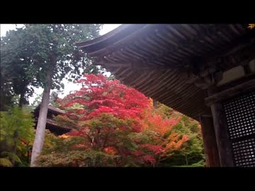金剛輪寺と名勝庭園の紅葉２０１４.１１.１５