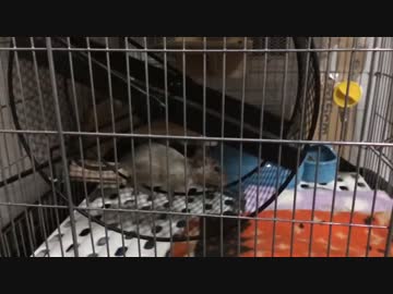 デグーをスローモーション撮影してみた