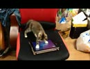 生後二ヶ月の子猫、ゲームに夢中で椅子から落ちる。