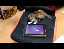 ゲームに夢中の子猫、やっぱり何度も落ちそうになる。