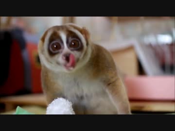 大勝利の余韻に浸る淫夢くん.mp4