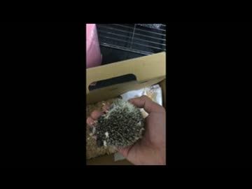 【ﾊﾘﾈｽﾞﾐと僕】初めての日【1日目】