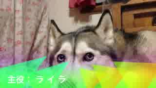 うちの犬たち　Part1