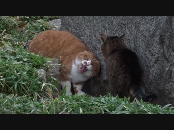 【公園猫戦争】おんなの闘い！メスのボス猫VS暴虐の嫁猫