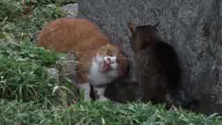 【公園猫戦争】おんなの闘い！メスのボス猫VS暴虐の嫁猫