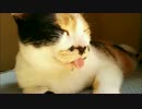 ベロがちょろりんぬ