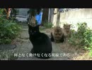 【茶番】猫密集地の通称「猫時空」に迷い込んでしまった