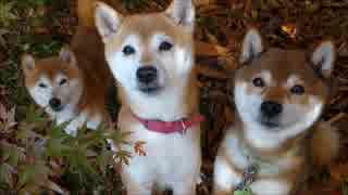 紅葉と親子柴犬ひかいちめろ　