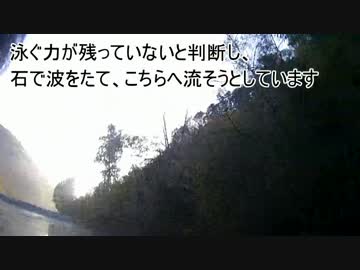 カモ猟part２　新米猟師ハンターライフ【散弾銃】