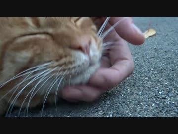 【リクエスト】見知った猫モフリ集