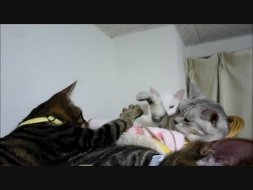 幸せな光景(*´▽｀*)