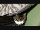 うちの猫の寝姿を撮影してみた（１１月１６日）