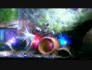 アクアリウム動画　癒やしを目指して　オリジナル２曲