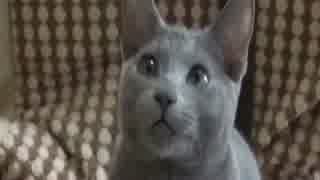 うちの猫さんと遊んでみた