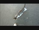 とある田舎の猫事情　～とも君、またたびをガン無視する～